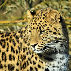 One of the two amur leopard cubs