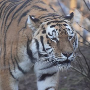 Amur tiger