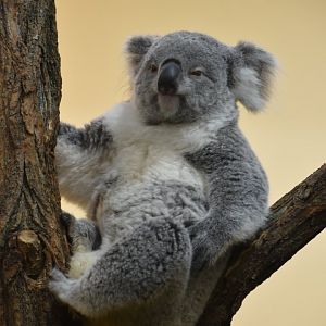 Our best view of the koala to the left of the Koalahaus.