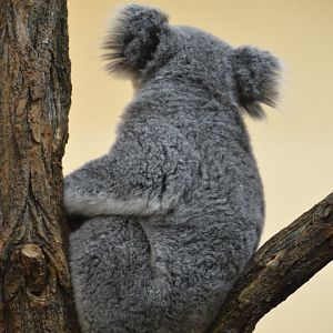 Koala not looking