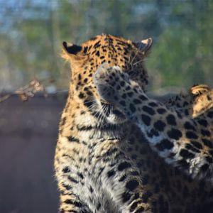 Leopards Playing