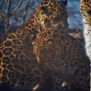 The whole leopard family except dad