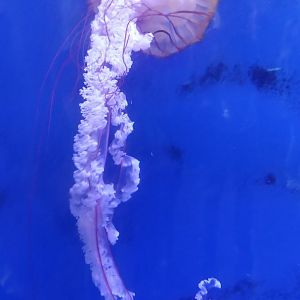 Pacific sea nettle
