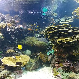 Life coral reef tank
