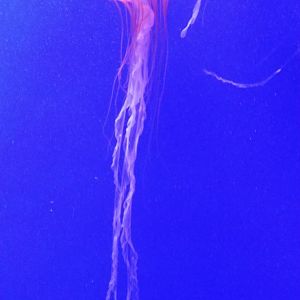 Northern sea nettle