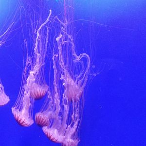 Multiple northern sea nettles