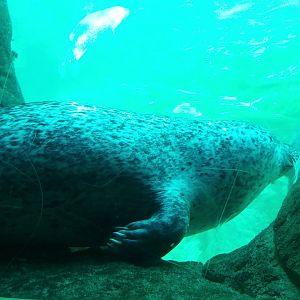 Eastern Atlantic harbour seal