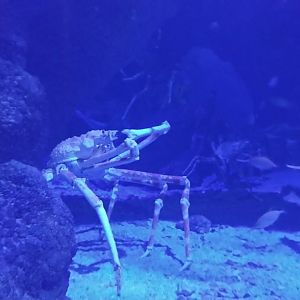 Japanese spider crab