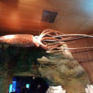 Model of a giant squid
