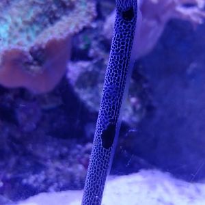Spotted Garden Eel