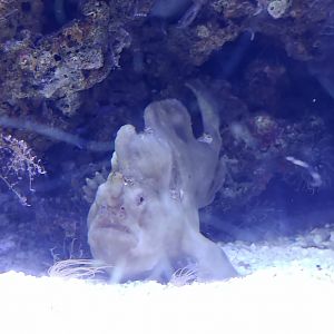Warty frogfish