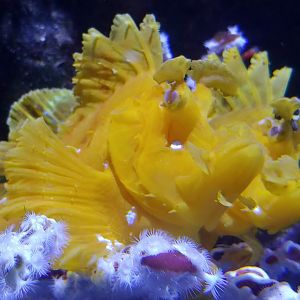 Weedy scorpionfish
