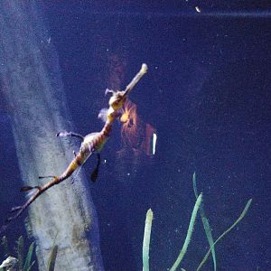 Weedy seadragon