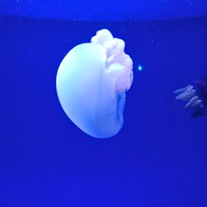 Jellyfish ID