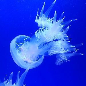 Jellyfish ID