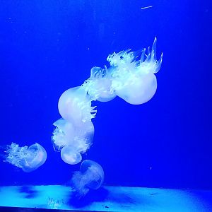 Jellyfish ID