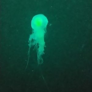 Egg-yolk jellyfish