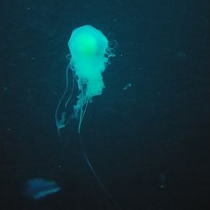 Egg-yolk jellyfish