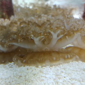 Upside-down jellyfish
