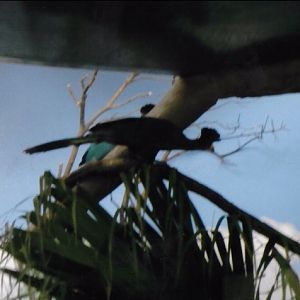 Can somebody identify