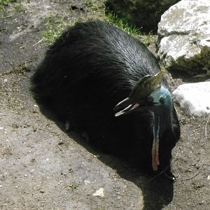 cassowary 2010