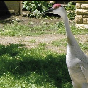 sandhill crane 2010