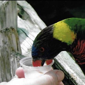 rainbow lorikeet 2010