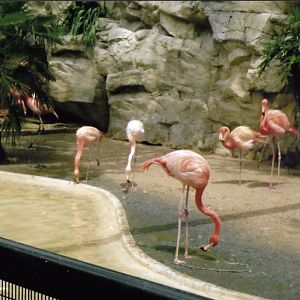 Flamingos 2010