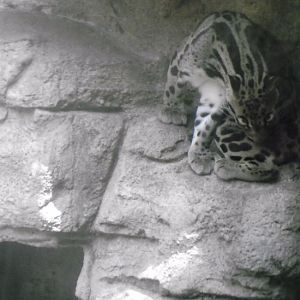 clouded leopard 2010