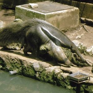 giant anteater 2010