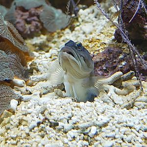 The Amazing Jaw Fish @ Zoo Frankfurt - YouTube