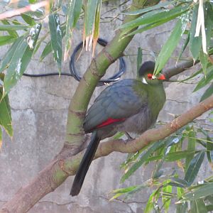 White-cheeked Turaco