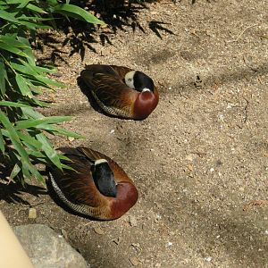 White-faced Whistling Duck