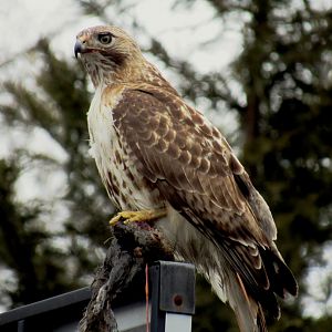 Red-Tailed Hawk eating a squirrel in my backyard