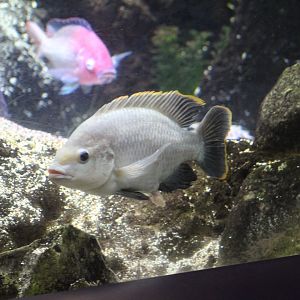Oreochromis variabilis