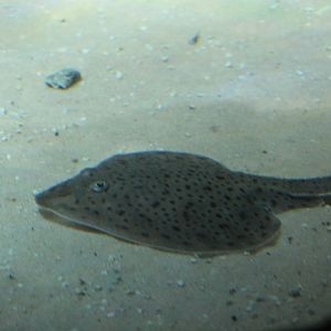 New York Aquarium- Skate ID?