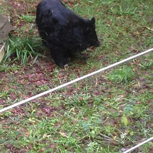 My very last photo of Inca (31-12-2018)