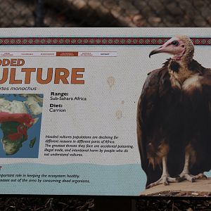 Hooded Vulture Signage
