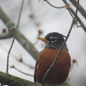 American robin