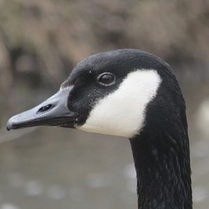 Canada goose