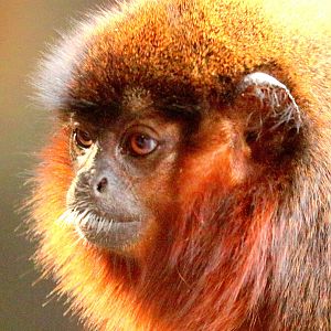 Coppery titi monkey; London Zoo; 22nd March 2019