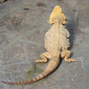 Bearded dragon