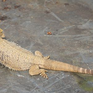 Bearded dragon