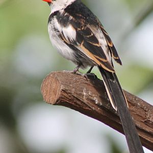 Pin-tailed whydah