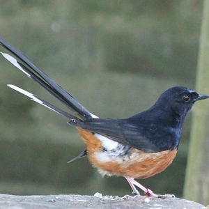 White-rumped shama