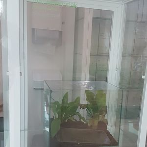 Partula-snail enclosure