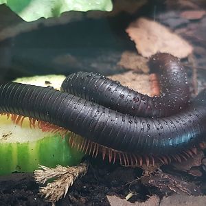 Mombassan train millipedes - Epibolus pulchripes