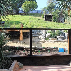 New Capybara Enclosure