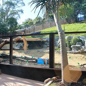 New Capybara Enclosure