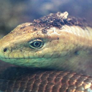 Scheltopusik (Ophisaurus apodus)